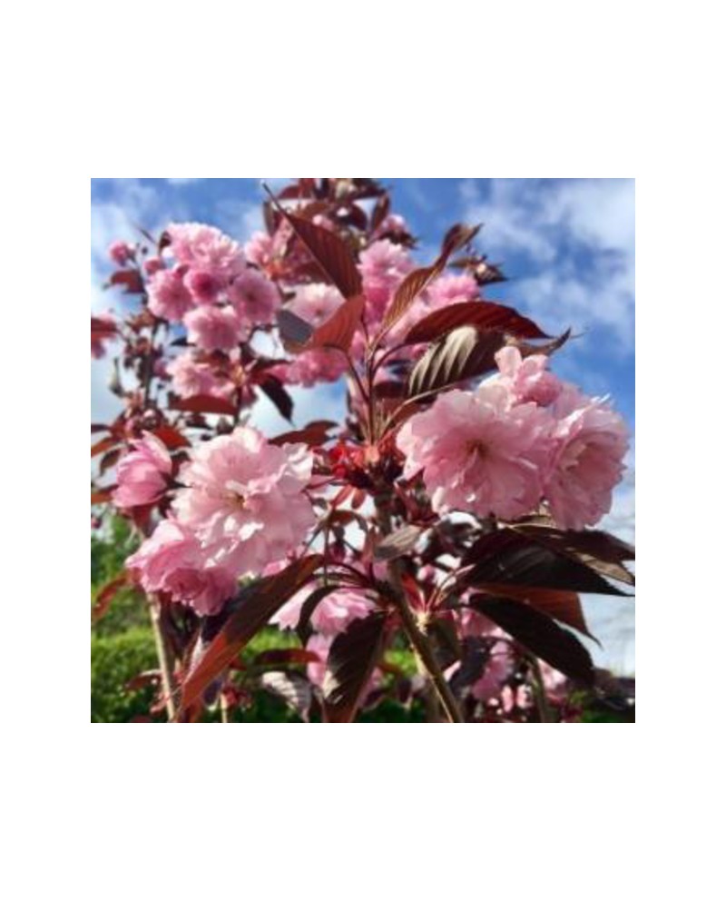 Prunus serrulata royal burgundy m23 100           
