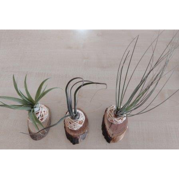 Tillandsia planta del aire composicion            