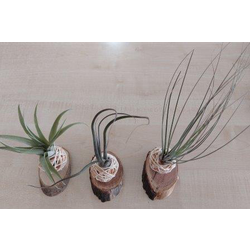 Tillandsia planta del aire composicion            