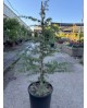 Cedro deodara m25 100/120                         