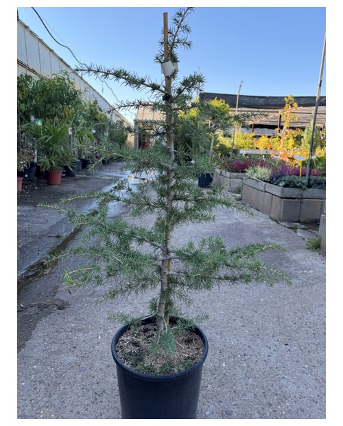 Cedro deodara m25 100/120                         