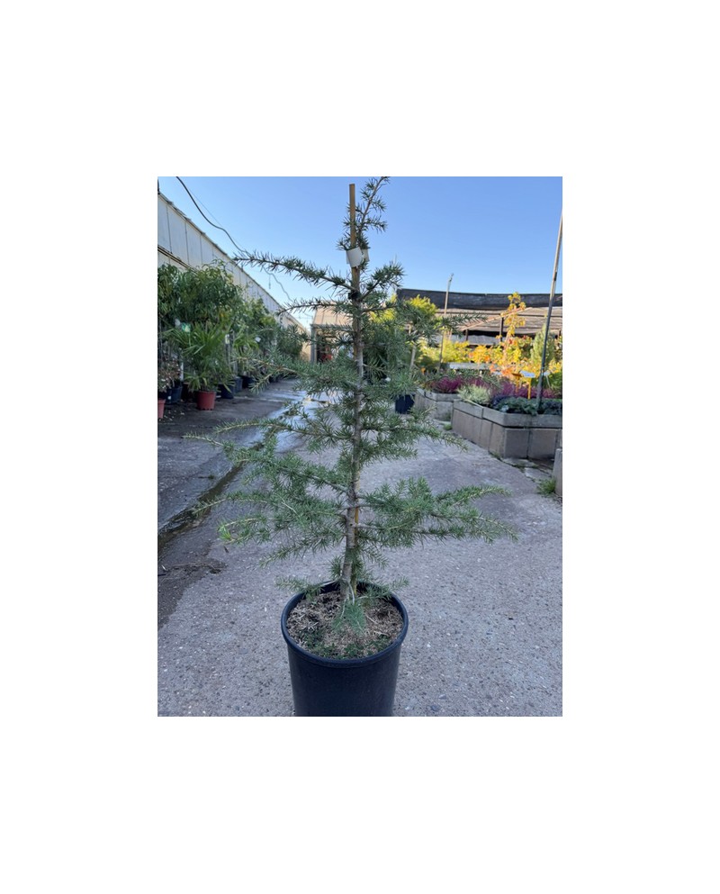 Cedro deodara m25 100/120                         