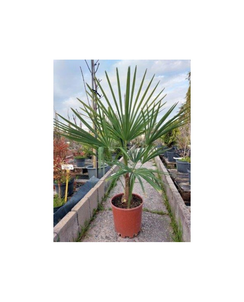 Chamaerop fortunei m25 1tr  ES/09/25/0008         