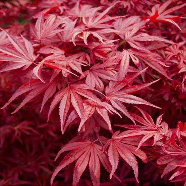 Acer palmatum skeeters broom 80/100 m 40          