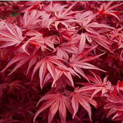 Acer palmatum skeeters broom 80/100 m 40          