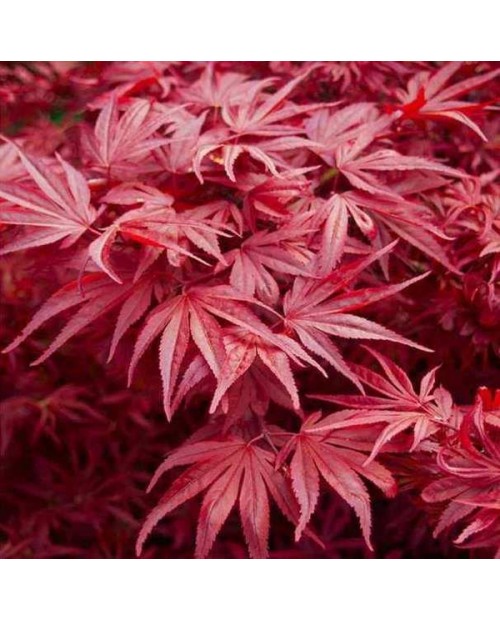 Acer palmatum skeeters broom 80/100 m 40          