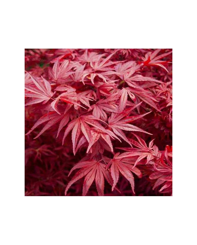 Acer palmatum skeeters broom 80/100 m 40          