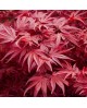 Acer palmatum skeeters broom 125/150              