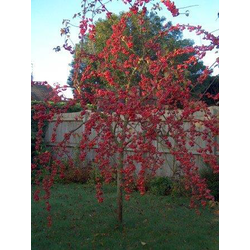 Malus red sentinel m40 175/200                    