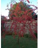 Malus red sentinel m40 175/200                    
