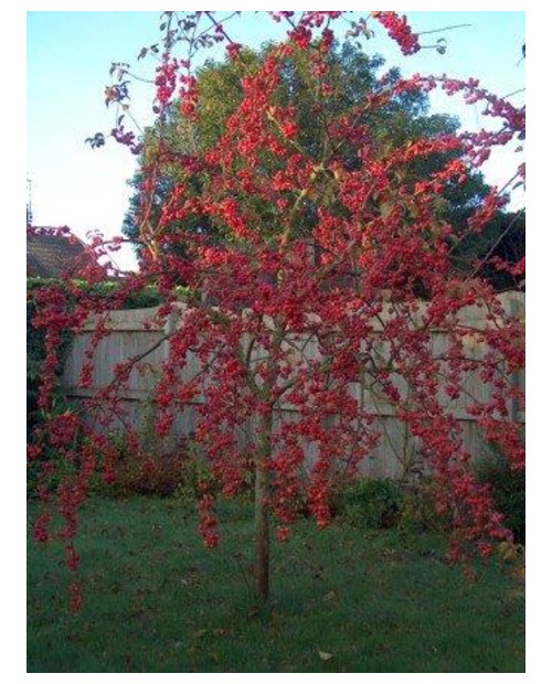 Malus red sentinel m40 175/200                    