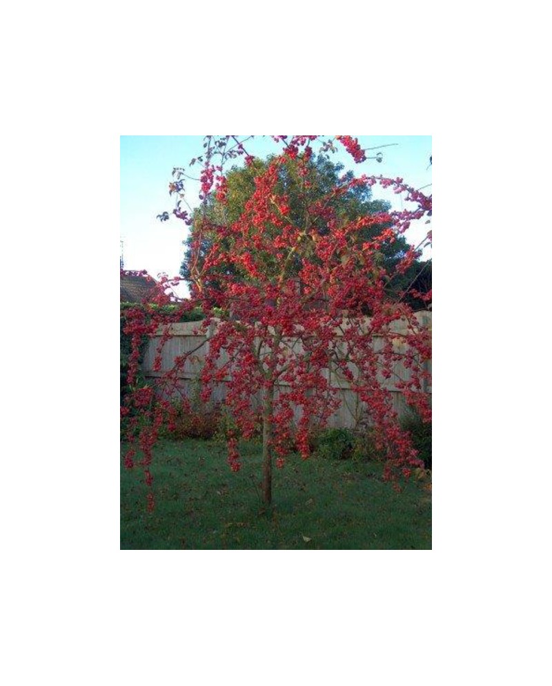 Malus red sentinel m40 175/200                    
