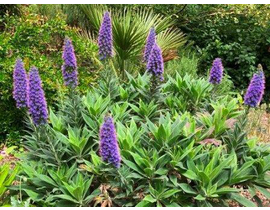 Echium candicans 2.5lt                            