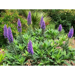 Echium candicans 2.5lt                            