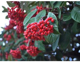 Cotoneaster lactea 5lt ES/09/250008               