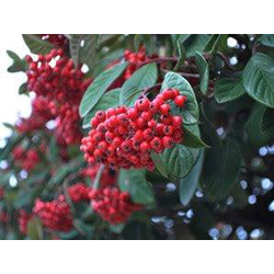 Cotoneaster lactea 5lt ES/09/250008               
