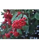 Cotoneaster lactea 5lt ES/09/250008               