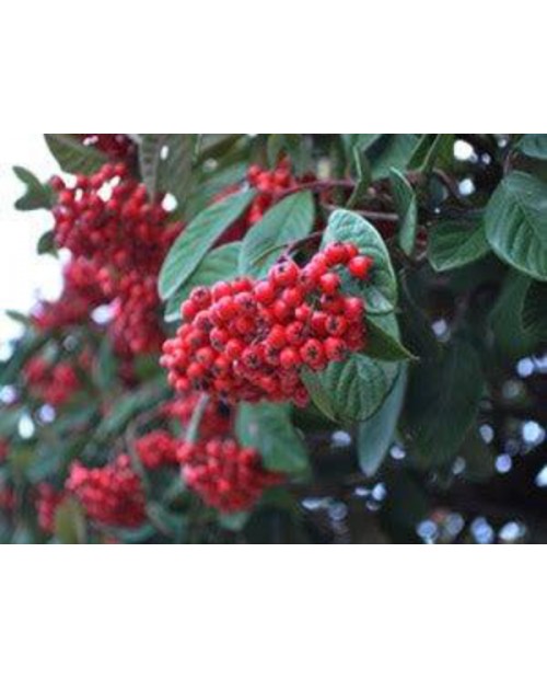 Cotoneaster lactea 5lt ES/09/250008               