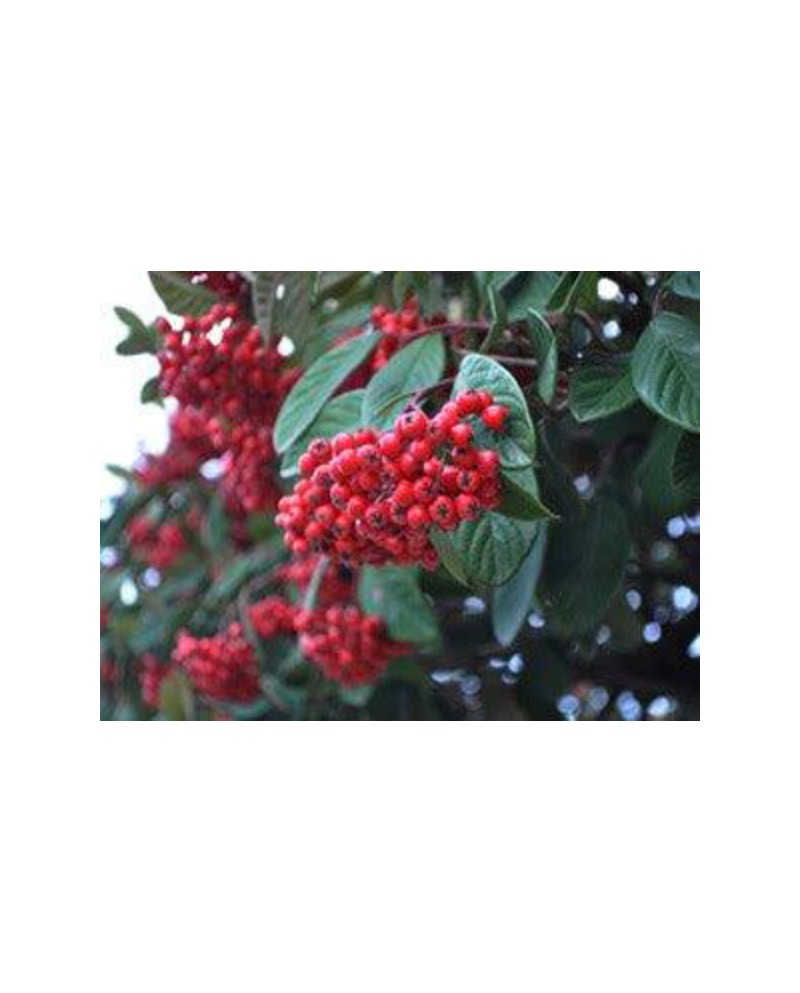 Cotoneaster lactea 5lt ES/09/250008               