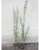 Ligustrum california truanilla m17                