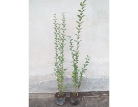 Ligustrum california truanilla m17                