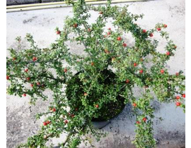 Cotoneaster skogholm 3lt  ES/09/250008            