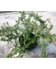 Cotoneaster skogholm 3lt  ES/09/250008            
