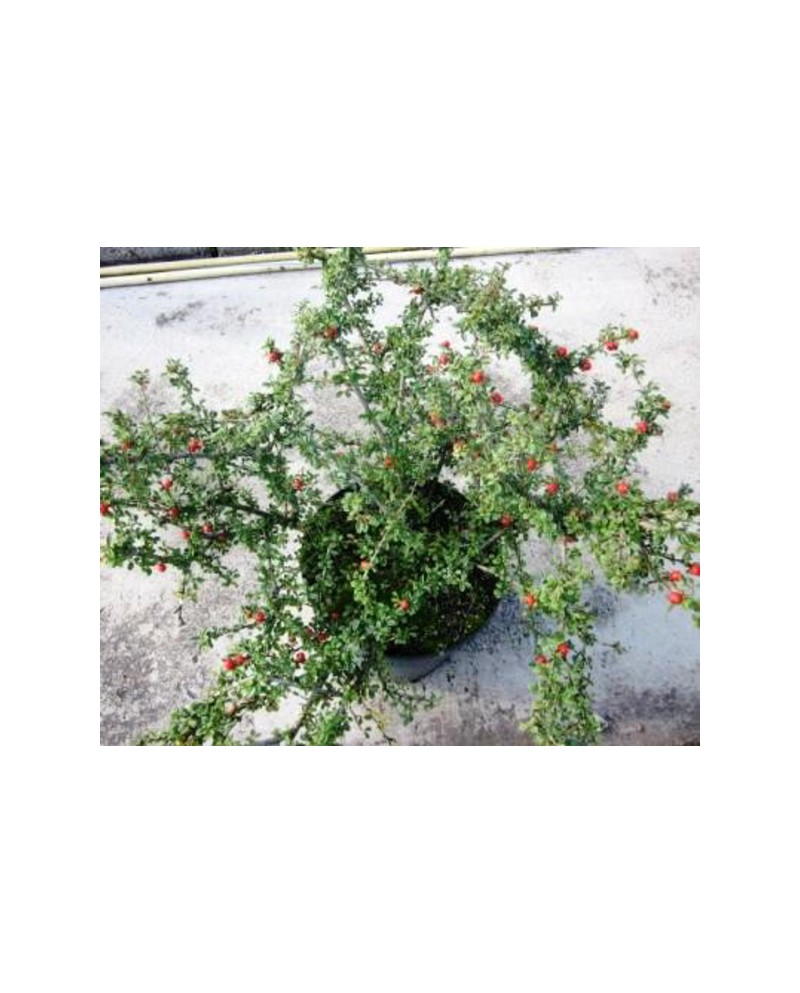 Cotoneaster skogholm 3lt  ES/09/250008            