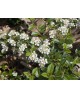 Cotoneaster skogholm 5lt                          
