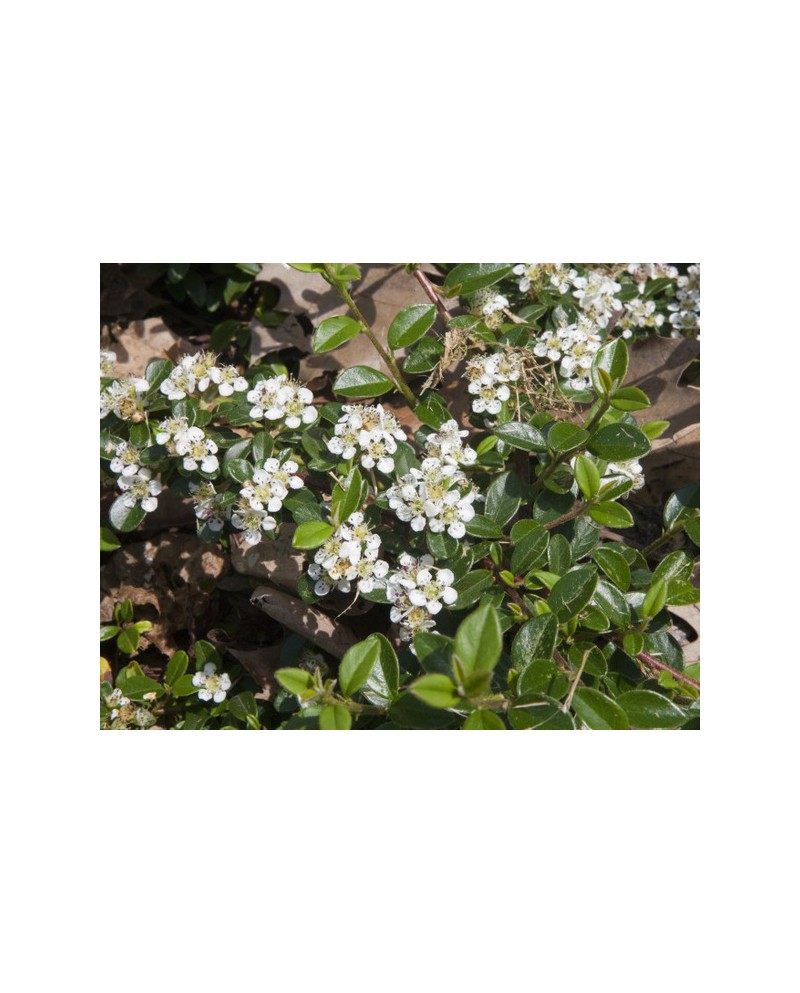 Cotoneaster skogholm 5lt                          