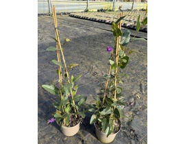Hardenbergia violacea 16 3cañas                   