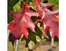Quercus rubra borealis m25 125/150                