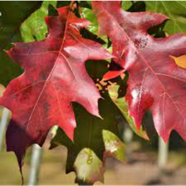 Quercus rubra borealis m25 125/150                