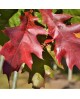 Quercus rubra borealis m25 125/150                