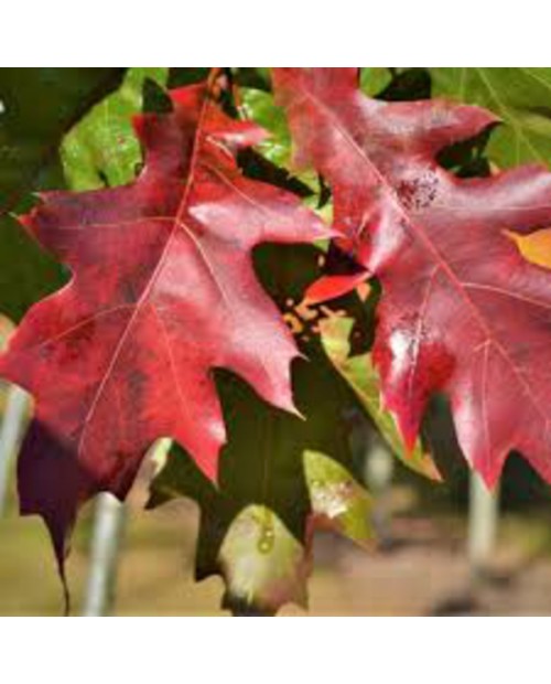 Quercus rubra borealis m25 125/150                