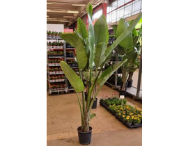 Sterlitzia augusta - nicolai m25 180/200cm        