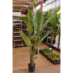 Sterlitzia augusta - nicolai m25 180/200cm        