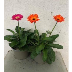 Gerbera mix m17                                   