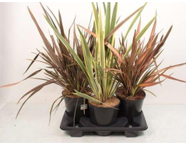 Phormium mix 60/80 3lt                            