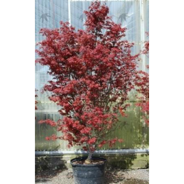 Acer palmatum skeeters broom 100/125              