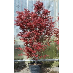 Acer palmatum skeeters broom 100/125              