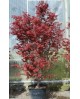 Acer palmatum skeeters broom 100/125              