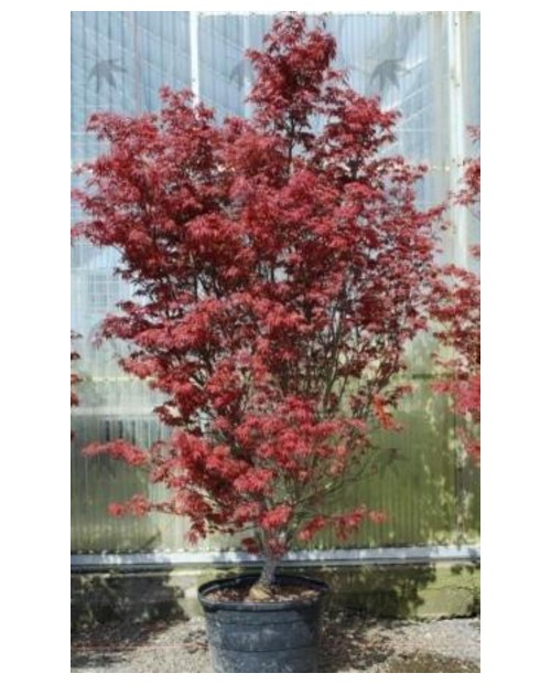 Acer palmatum skeeters broom 100/125              