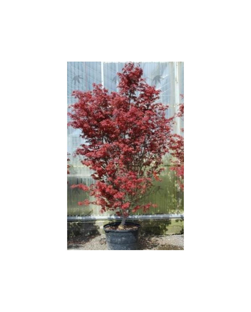 Acer palmatum skeeters broom 100/125              