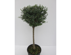 Ligustrum jonandrum copa 40 150cm m32             