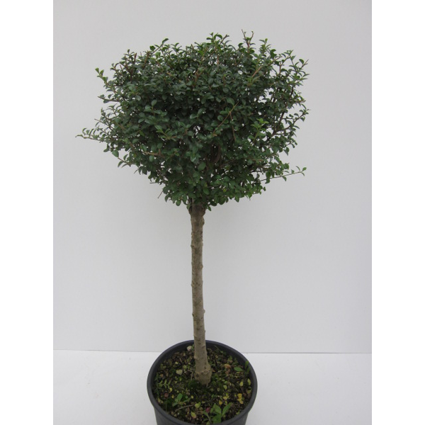 Ligustrum jonandrum copa 40 150cm m32             