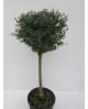 Ligustrum jonandrum copa 40 150cm m32             