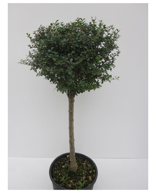 Ligustrum jonandrum copa 40 150cm m32             