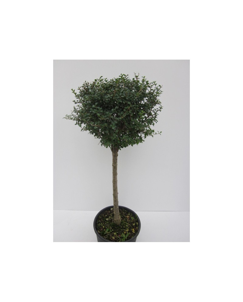Ligustrum jonandrum copa 40 150cm m32             