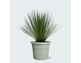 Yucca rostrata m20                                